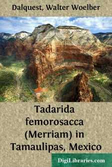 Tadarida femorosacca (Merriam) in Tamaulipas, Mexico