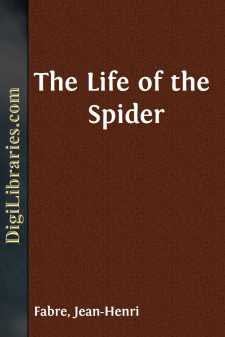 The Life of the Spider